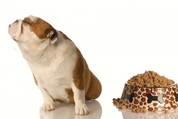 immagine Perché il cane o il gatto non mangia?