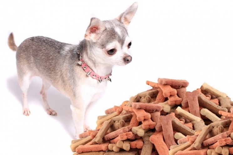 immagine L’alimentazione corretta per i cani di piccola taglia