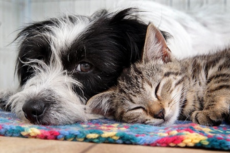 immagine La terza età del cane e del gatto: i consigli per affrontarla