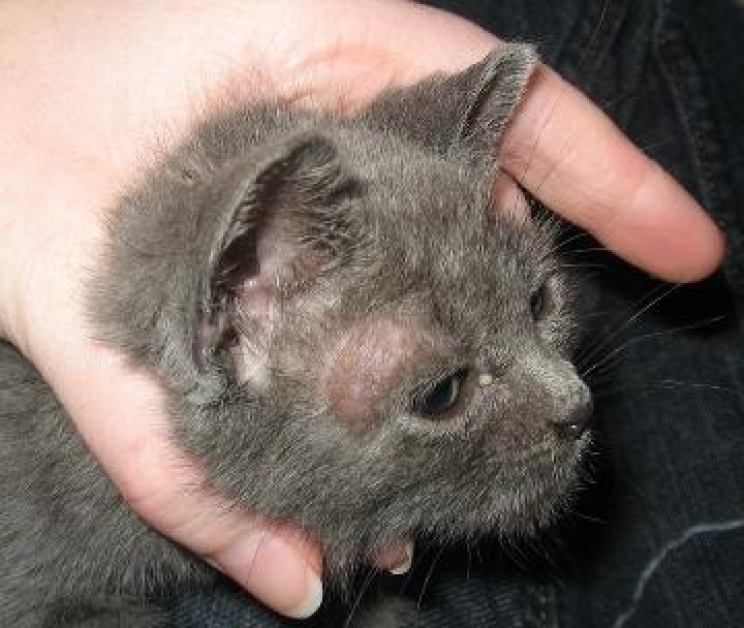 immagine Le micosi del cane e del gatto: come curarle