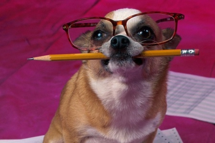 immagine Come mantenere giovane la mente del cane e del gatto anziano