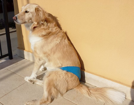 cagna con slip mutandine ciclo