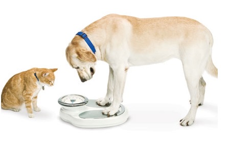 cane gatto sulla bilancia