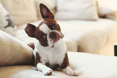 cane gira la testa di lato