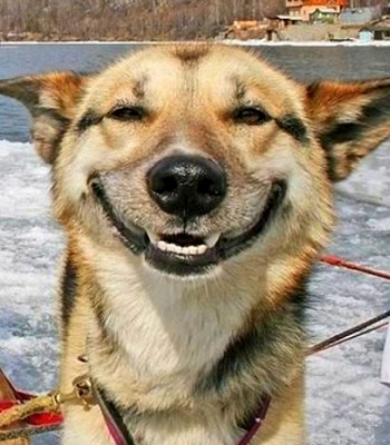 cane ride felice giochi autostima