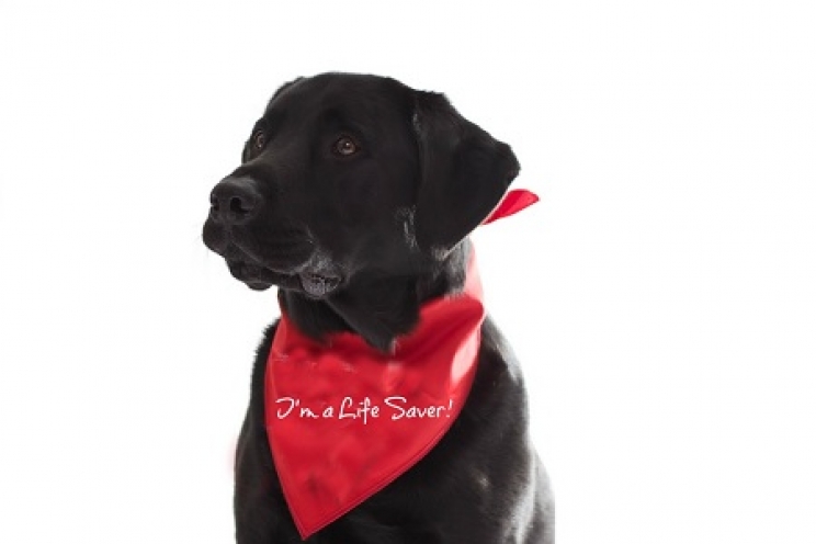 Dog Blood Donors, la prima banca dati italiana dei cani donatori