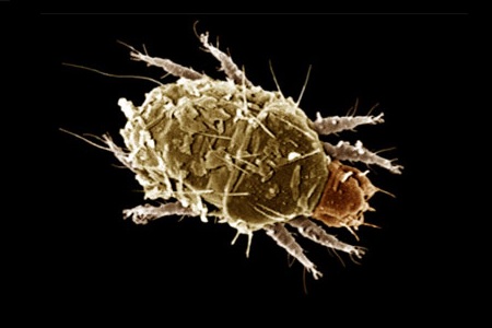 cheyletiella cane gatto