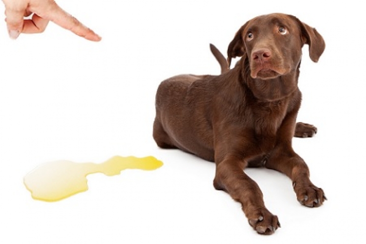 immagine Come insegnare al cane a fare i bisogni fuori