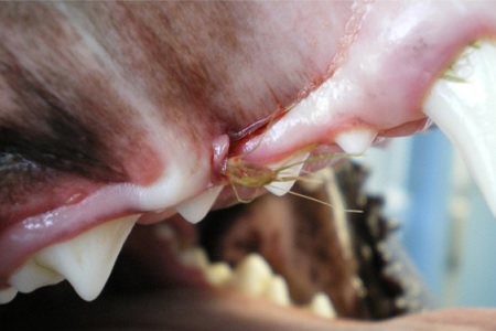 forasacco bocca gengiva cane