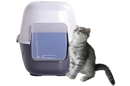 gattino nella lettiera