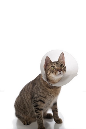 gatto collare elisabettiano