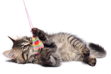 gatto gioca con topolino esca