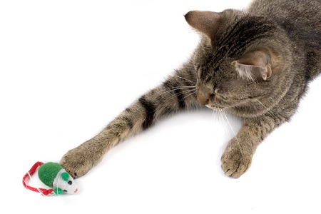 gatto gioca zampa destra sinistra