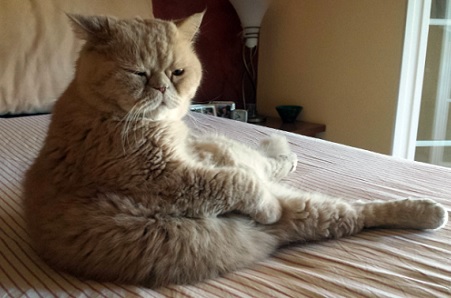 gatto sterilizzato sovrappeso