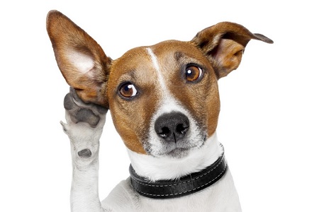 insegnare al cane richiamo vieni