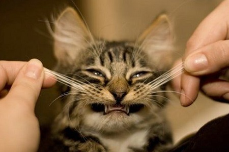 tirare baffi al gatto
